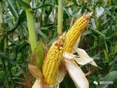 ���׶d���c�՗U��ԭ����