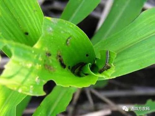 ���הQ����ô�k����ץ�o��Q��Ӱ푮a(ch��n)��!!!