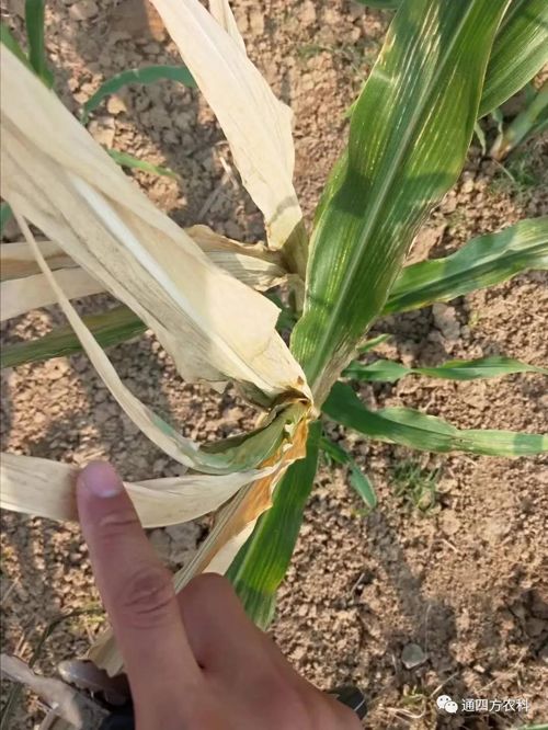 ���쵽����������ģʽ���_������������ɶΣ��������A����